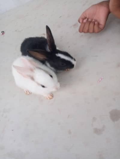 2 pair rabbit