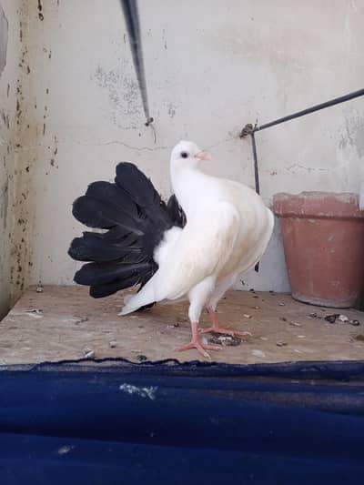 black tail pigeon pathe