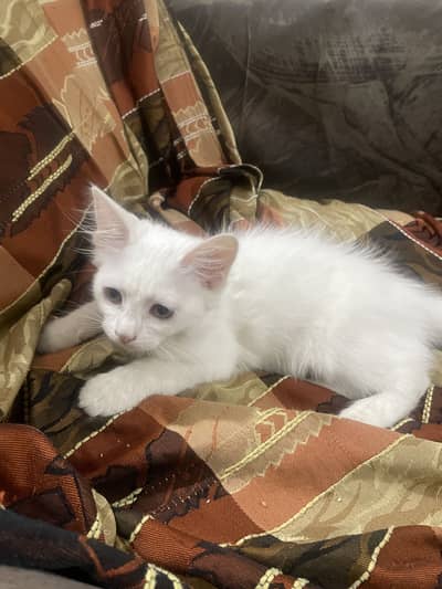 White Persian kitten golden eye