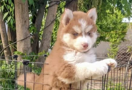 Siberian husky puppies 92@330*5406115