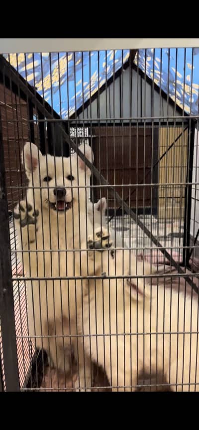 White swiss shepherd Long Coat Dog, Pure Breed Available