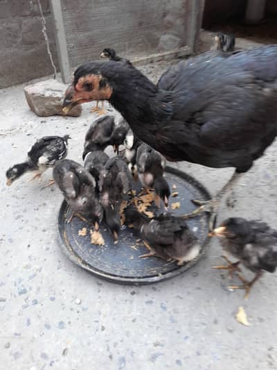 pakoy or panus chiks