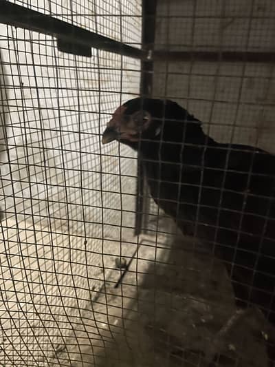 1 female h bht achi nasal h