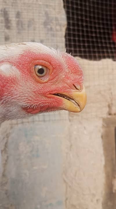 Aseel parrot beak long tail high quality pair