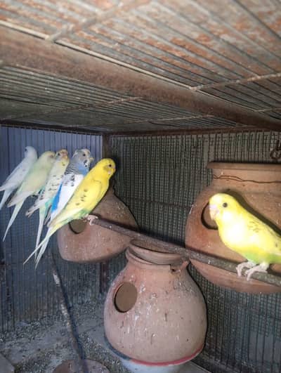 Budgies 700