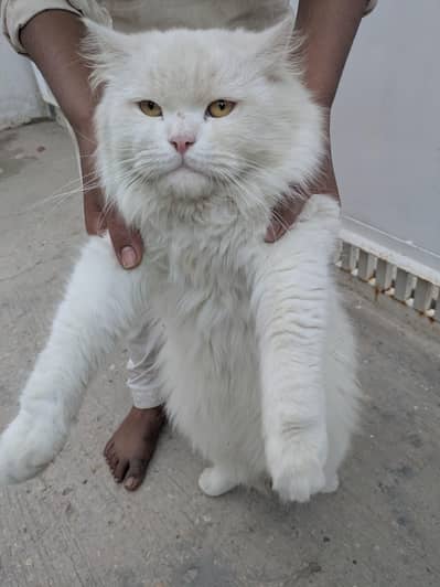cat Persian