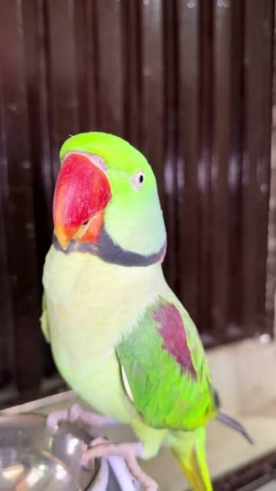 Kashmiri Raw Parrot 9 month age WhatsApp 03294867199