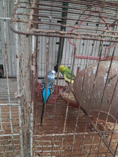 Australian and black eyes Albino love birds