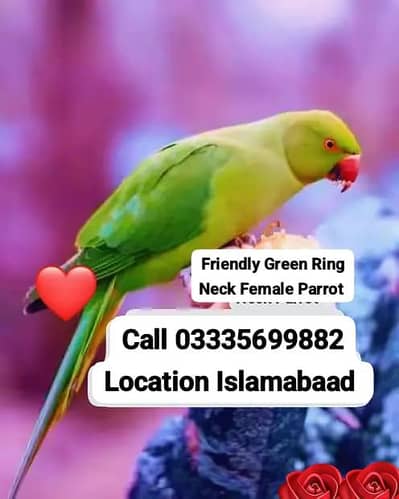 Hand Tamed Talking Friendly Green Ring Neck Female Parrot Jumbo Size