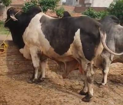 Bull / Bachra / Wacha / Desi bachre / Qurbani ka janwar / Qurbani 2026