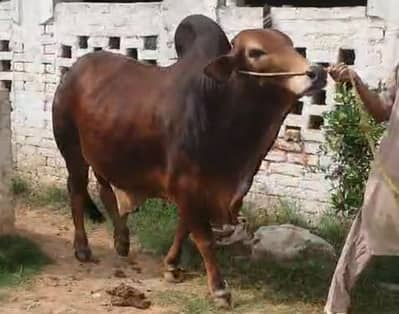 Bachra | Cholistani | Sahiwal wacha | bulls for Qurbani 2026