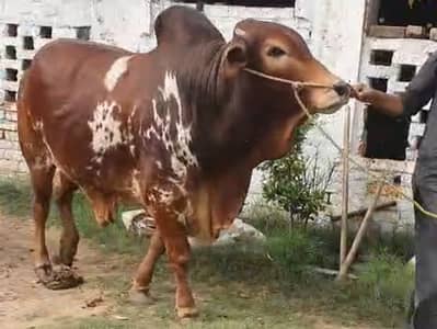 Bachra | Cholistani | Sahiwal wacha | bulls for Qurbani 2026