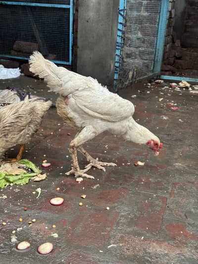 Pure white Shamo chicks