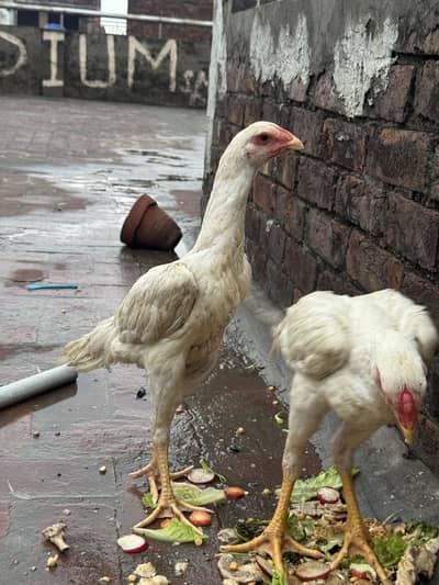 Pure white Shamo chicks