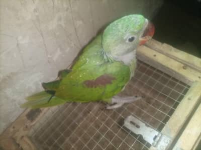 hand tamed kashmri raw parrot chick