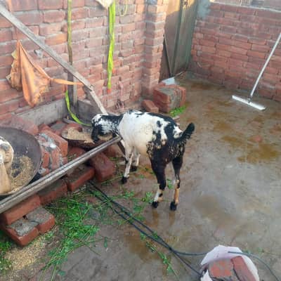 MashAllah pure amrtsri beetal 03219668949 contact me is pher what's up