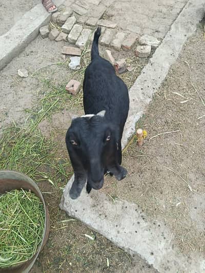 HDesi amratsari betal bakra pair