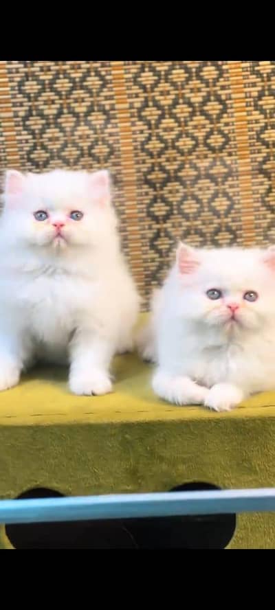 Persian cat's vaccinated  healthy active/WhatsApp 03316360929