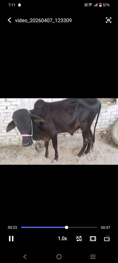 ready for qurbani bachra for sell