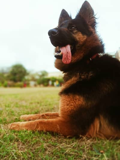 pedigree German shepherd female / family Dog / GSD female