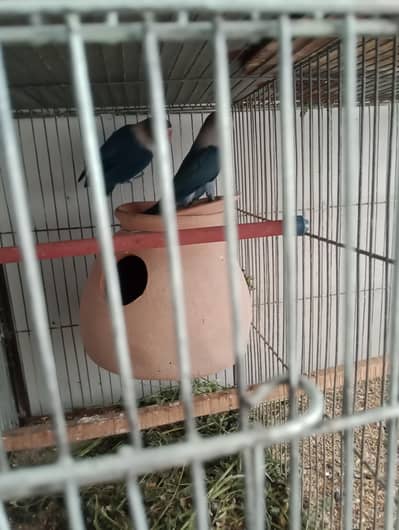 Love birds and Budgies breeding pair for sale in low price