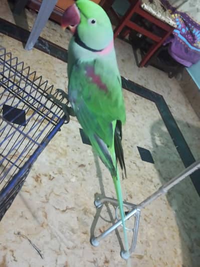 Pahari Tota Raw Kashmiri Parrot
