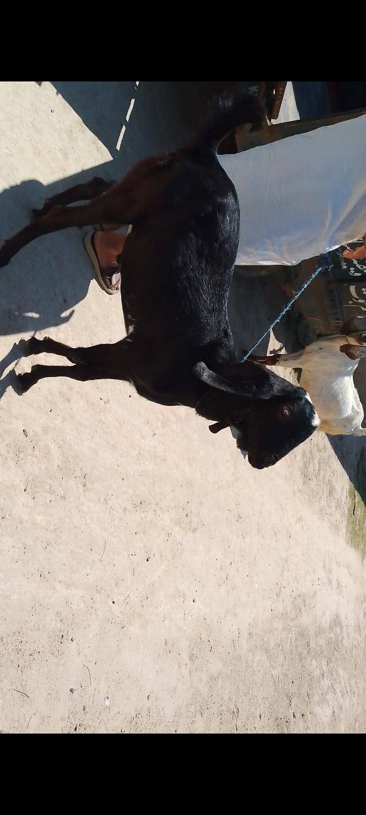 دیسی بکرا براۓفروخت 0