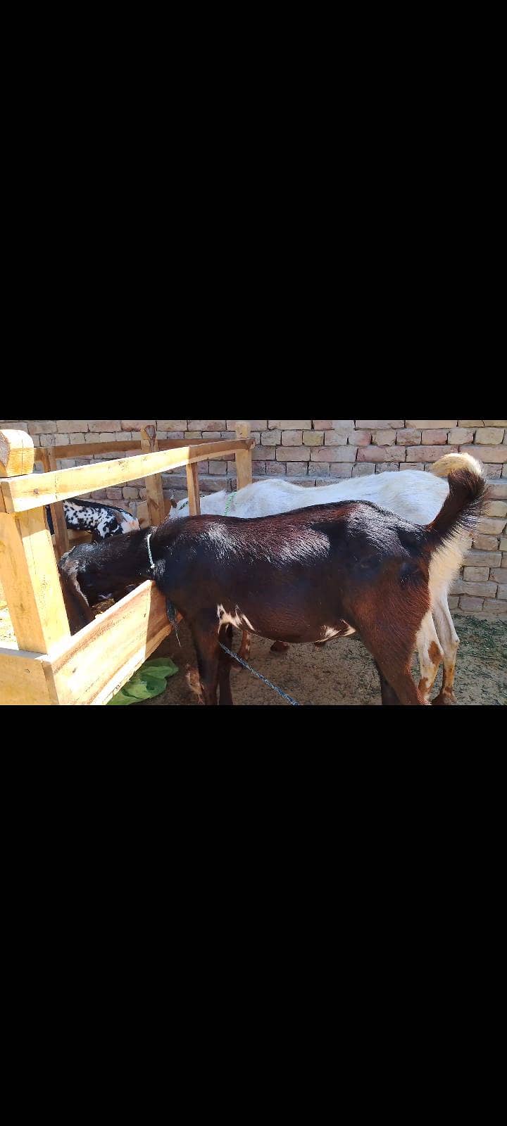 دیسی بکرا براۓفروخت 3