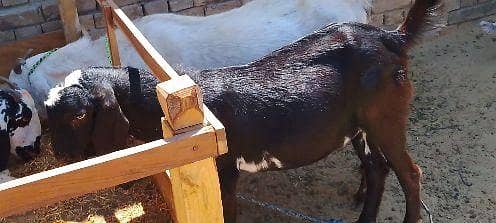 دیسی بکرا براۓفروخت 4