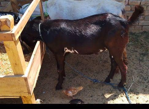 دیسی بکرا براۓفروخت 5