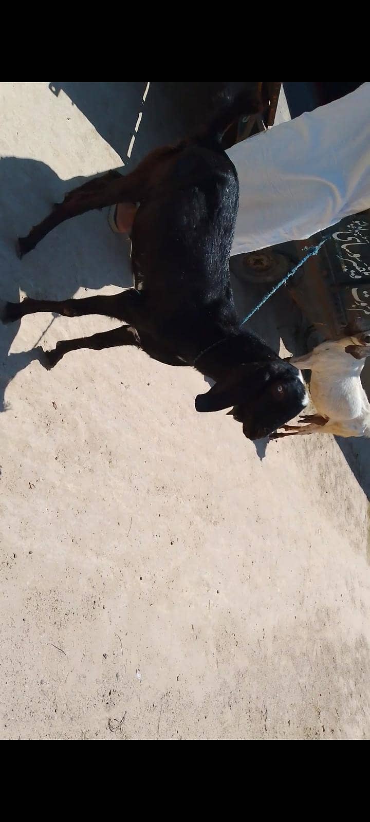 دیسی بکرا براۓفروخت 6