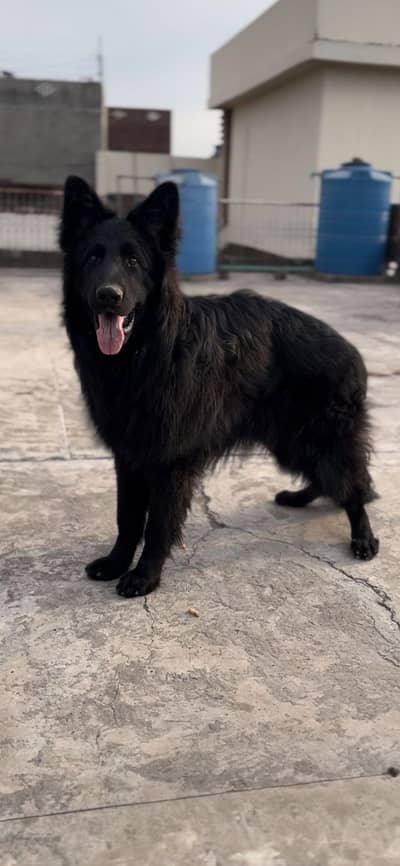 black German shepherd