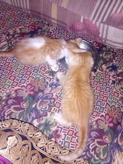 Persian Pair Kitten