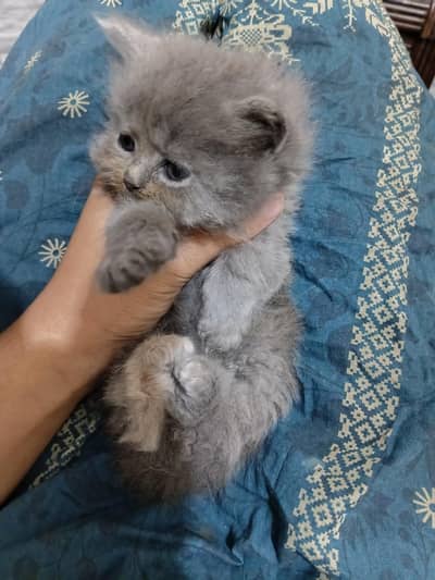 Persian triple coat cat