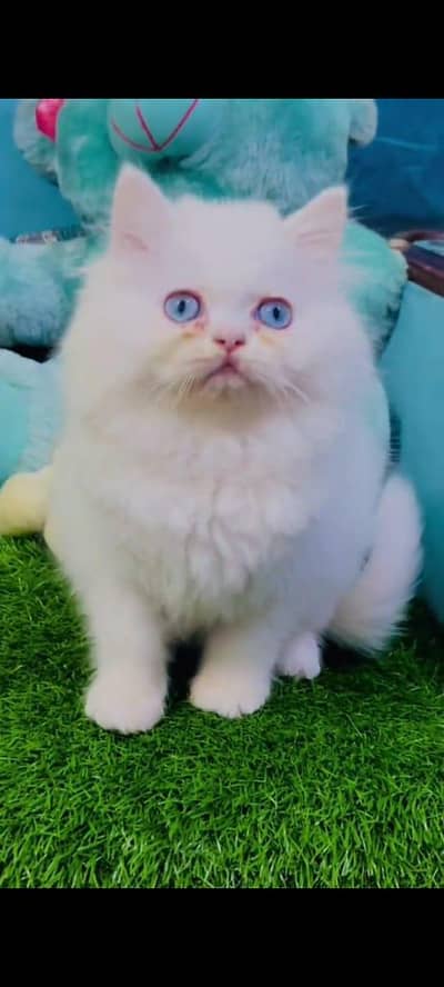 Persian cat's vaccinated  healthy active/WhatsApp 03316360929