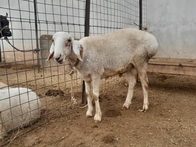 mundra dumba | sheep | Goat | Qurbani dumba | kajla | chatra