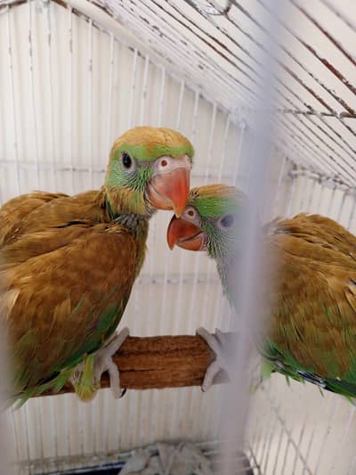 ringneck parrot baby