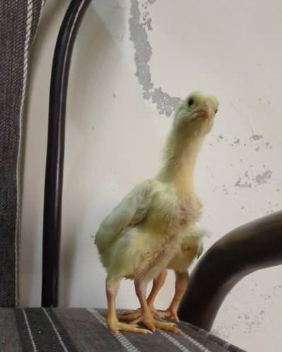 shamo chicks/ white shamo chicks/ white shamo/ aseel shamo