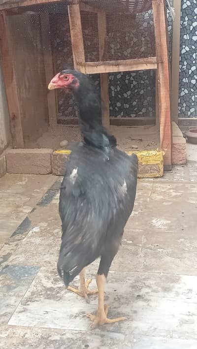 High quality shamo female