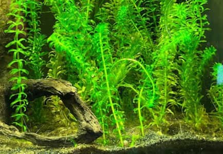 water plant ,semi aquatic, Hydrilla