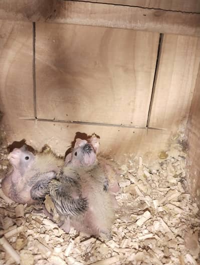 coctail and raw chicks