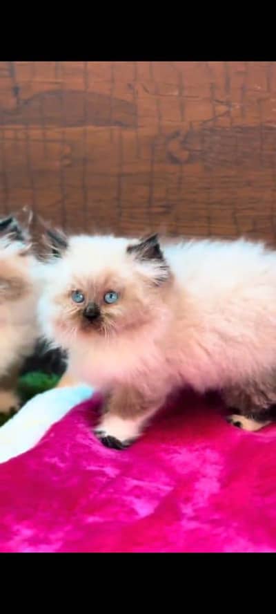 Persian cat's vaccinated  healthy active/WhatsApp 03316360929