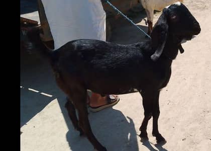 دیسی بکرا براۓفروخت ہے