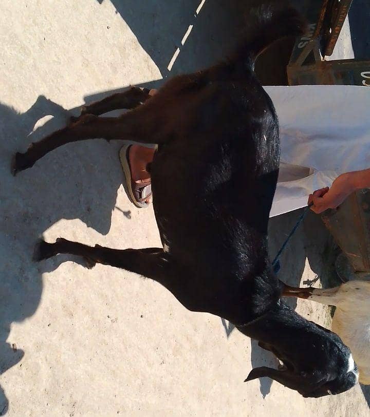 دیسی بکرا براۓفروخت ہے 2