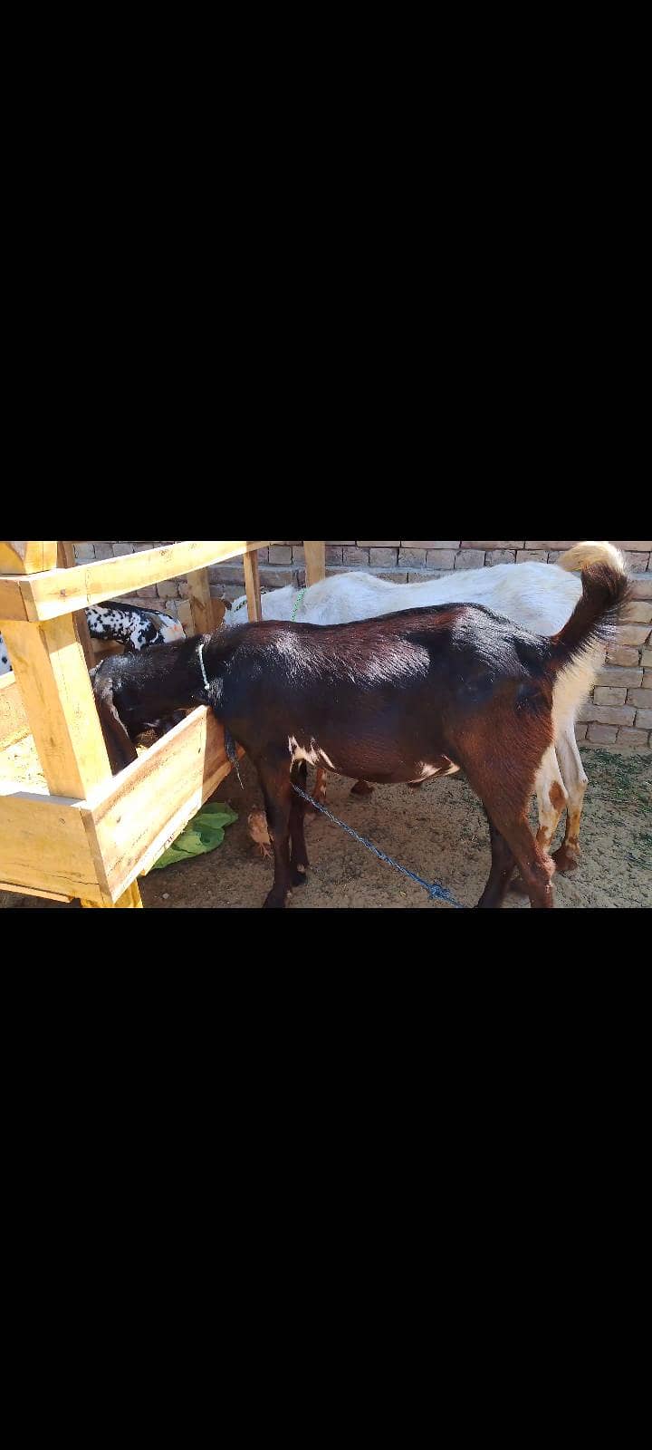 دیسی بکرا براۓفروخت ہے 7