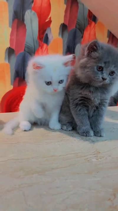 Persian kitten for urgent sale my WhatsApp number 032869729ten