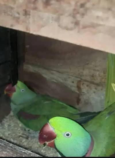 egg lying, little talking,