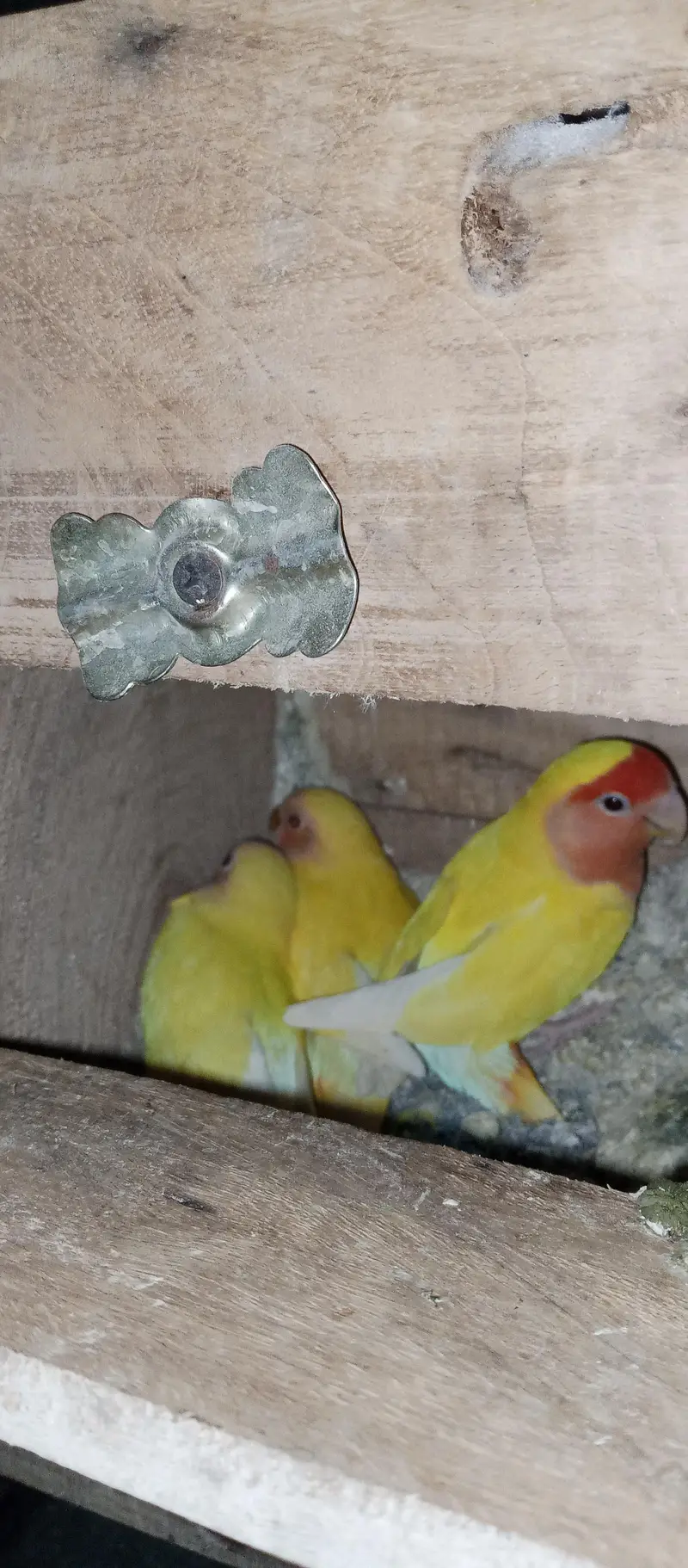 Love birds . albino — photo 2