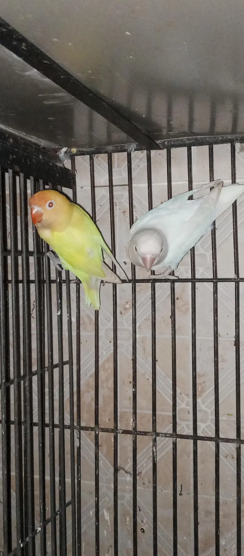 Love birds . albino — photo 3