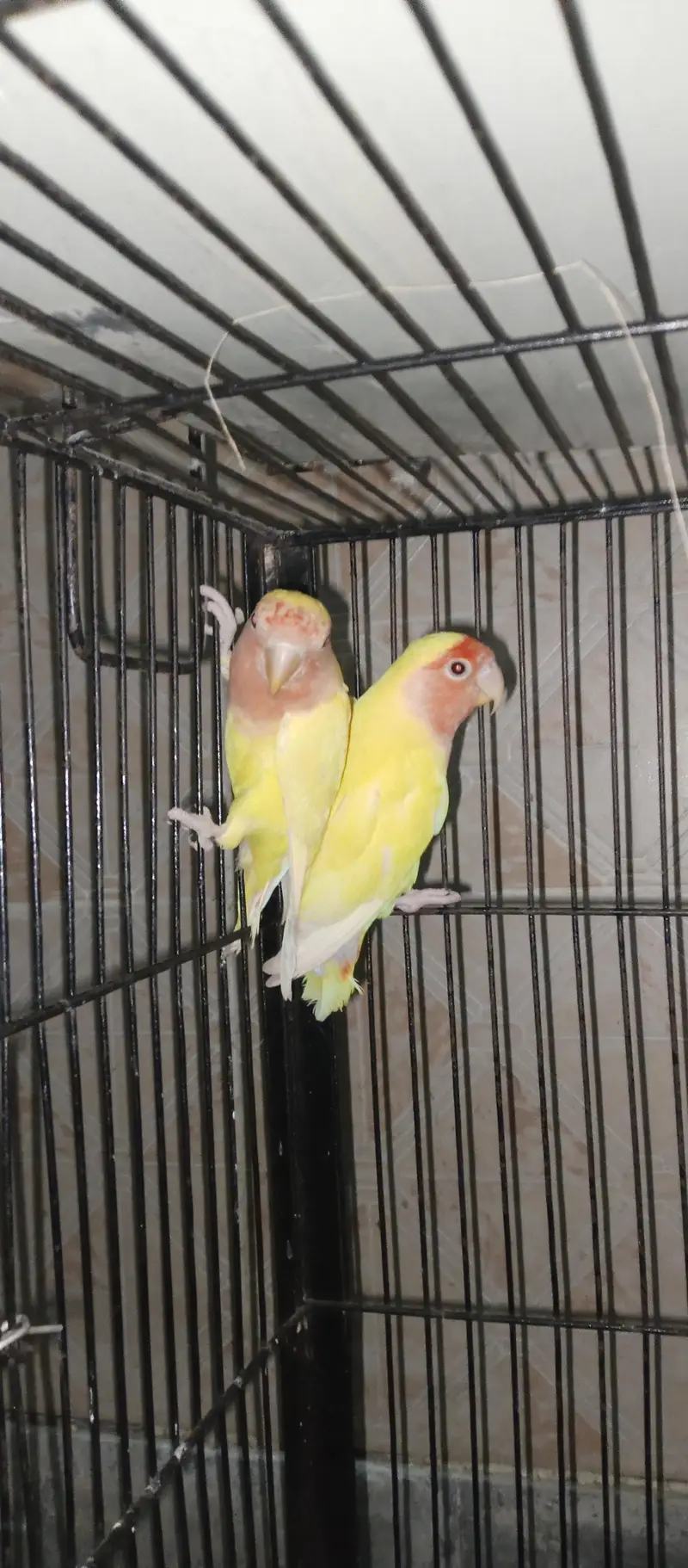 Love birds . albino — photo 4